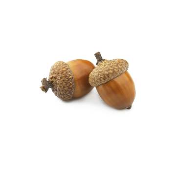 Fruit de chêne